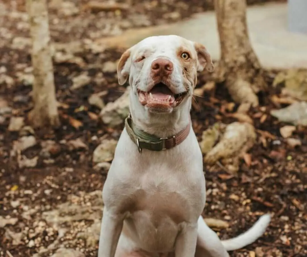 White and brown dog sitting on ground wearing a collar, looking at camera with mouth open