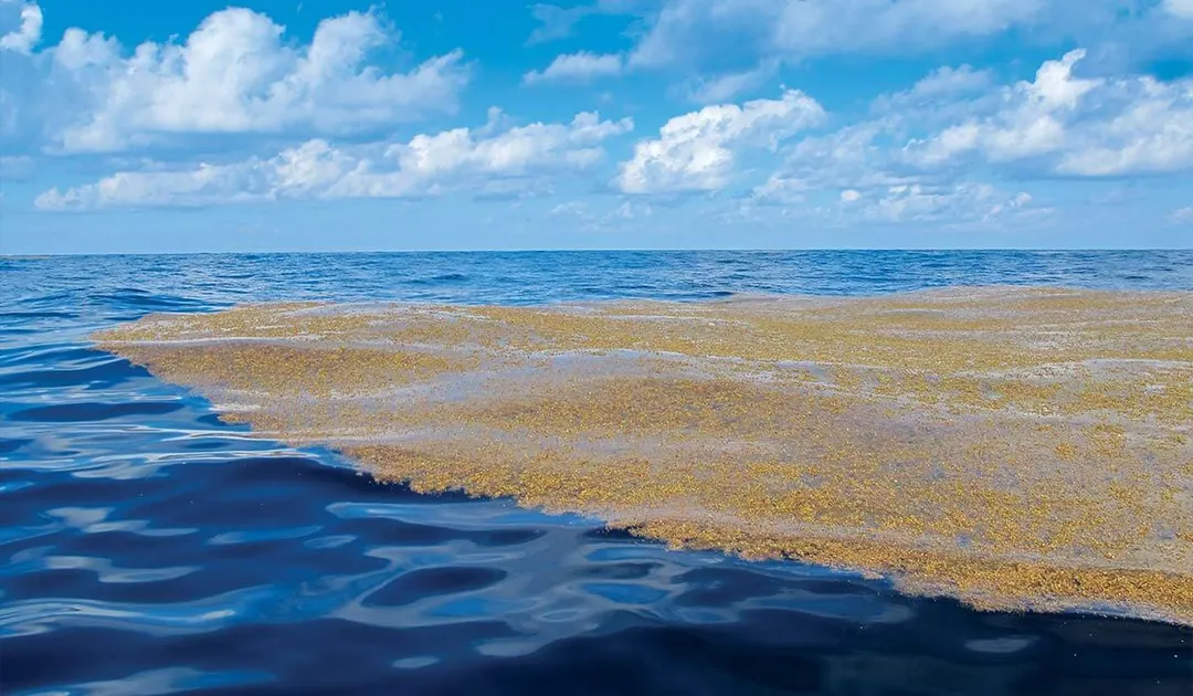 Real estate sector links sargassum crisis to broader environmental risks A large expanse of sargassum seaweed floats on open ocean water under a partly cloudy sky