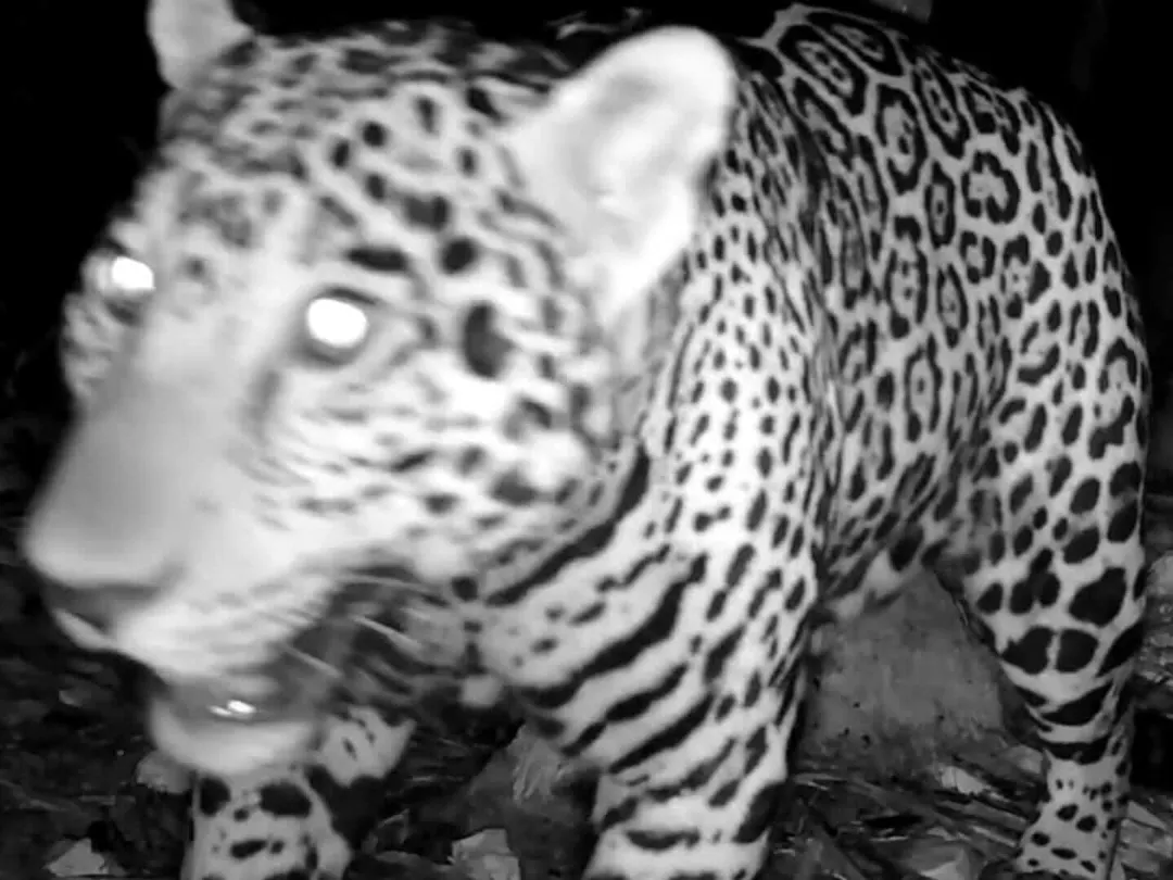 Camera trap records jaguar 200 meters from Tulum ruins Jaguar with spotted coat walking across dark ground, captured by wildlife camera in black and white