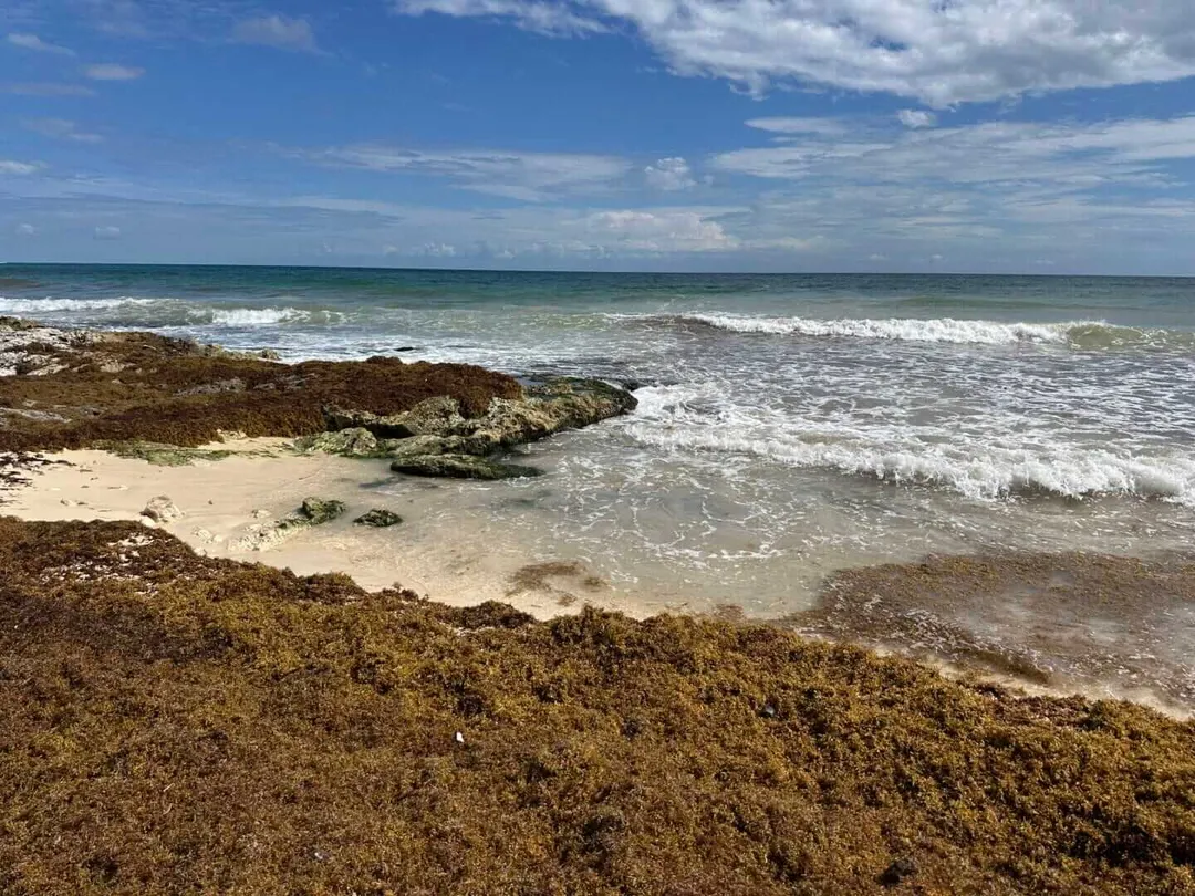 Brown seaweed covers the foreground and shoreline of a sandy beach with waves rolling in under a partly cloudy sky