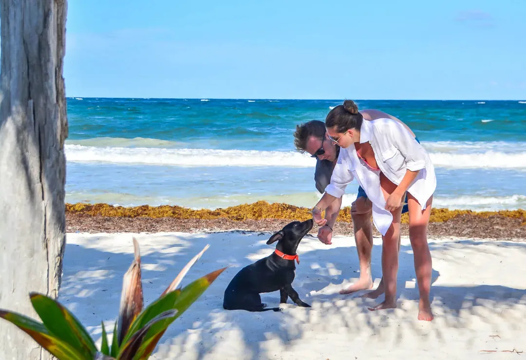 Two people in white shirts interact with a black dog wearing an orange collar on a sandy beach near seaweed, with ocean waves in the background