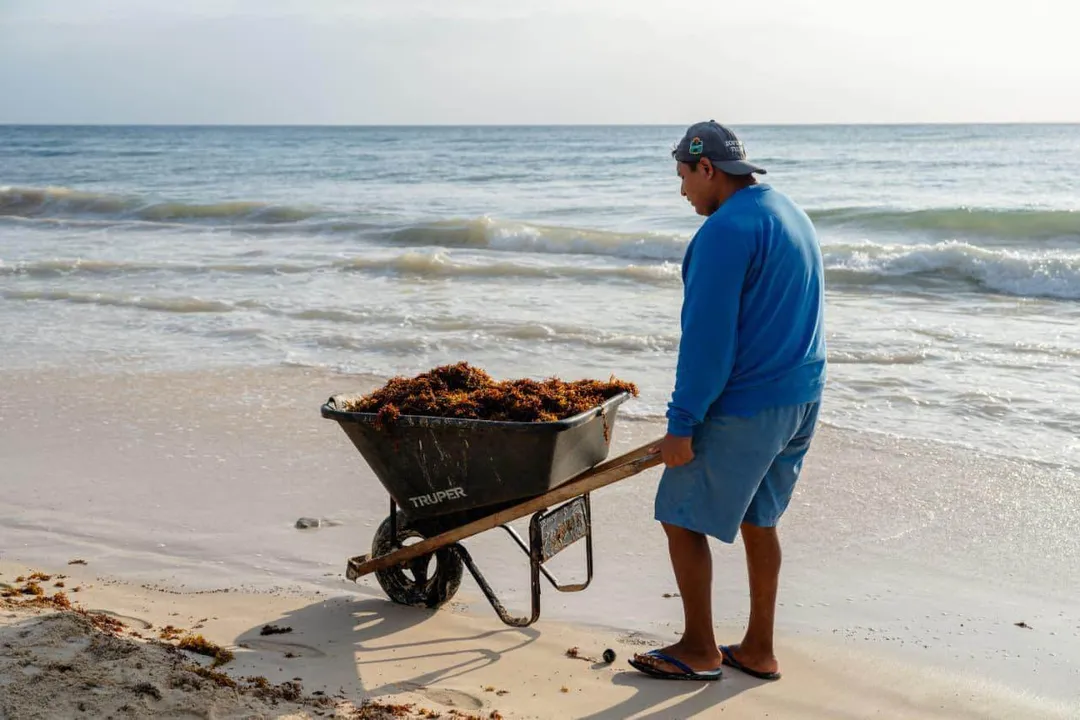 Man in blue shirt pushes a wheelbarrow filled with seaweed along the shoreline at the ocean's edge