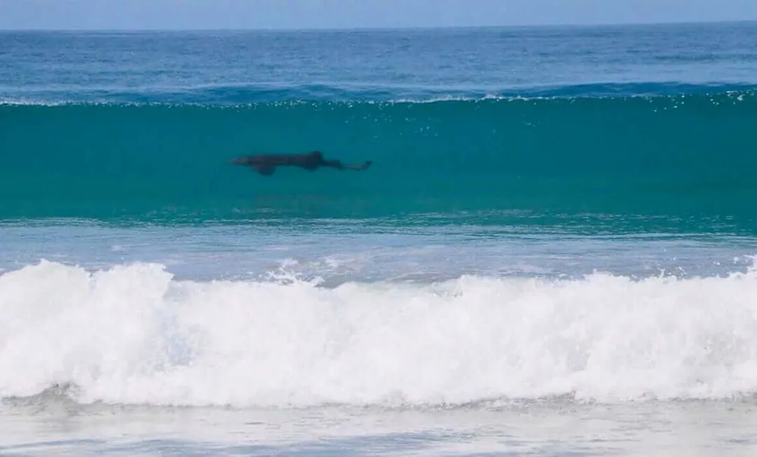 A shark swims in shallow turquoise water near white-capped waves at a beach