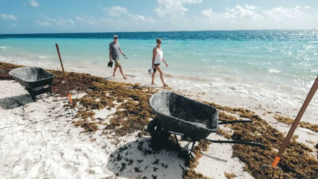 Sargassum Surge Doesn’t Deter Tulum Beachgoers During Vacation Season Two people wade in shallow turquoise water while workers with wheelbarrows collect seaweed from a sandy beach