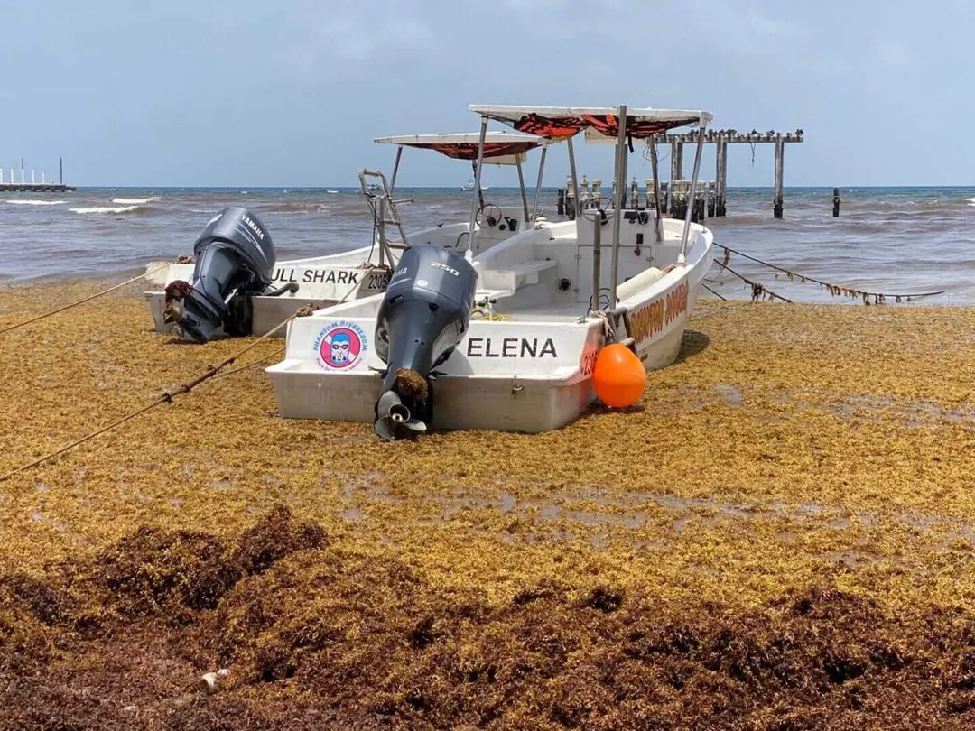 Reactivated Sargassum Arrival Strikes Quintana Roo Beaches Fishing boat beached on sandy shore covered with brown seaweed, with calm water and sailboats visible in the distance