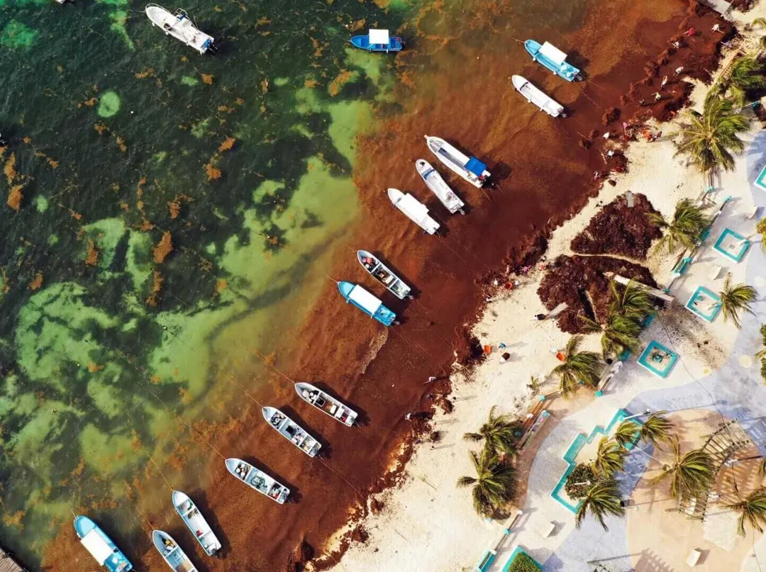 Aerial view of a beach with moored fishing boats surrounded by reddish-brown sargassum seaweed, palm trees, and beachfront resort structures along the shore