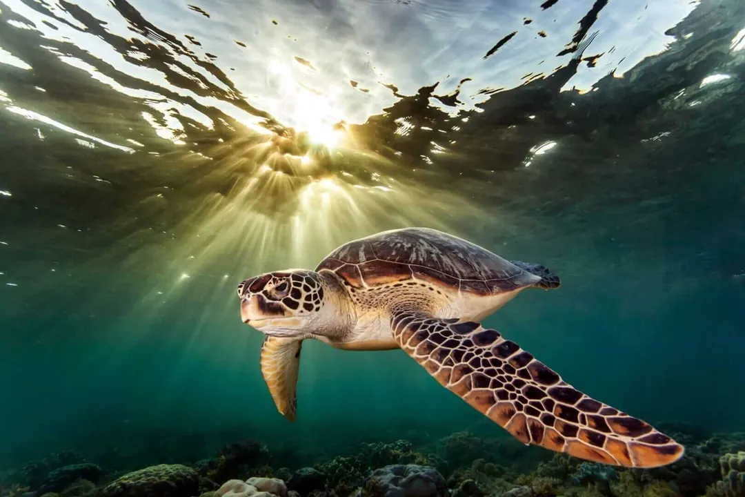 Sea Turtle Nesting in Tulum: Protecting a Precious Ritual Under Threat Sea turtle swimming underwater toward sunlight filtering through the surface, with reef visible below