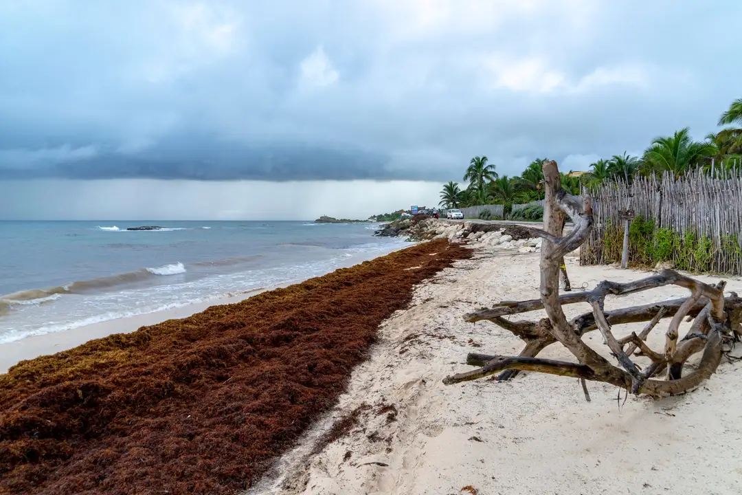 Tulum faces early sargassum surge as 2026 season worsens