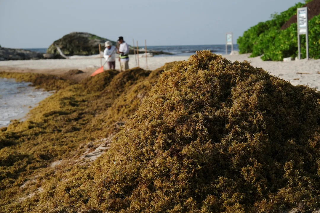 Piles of sargassum seaweed cover a beach while two people work in the background near the water's edge