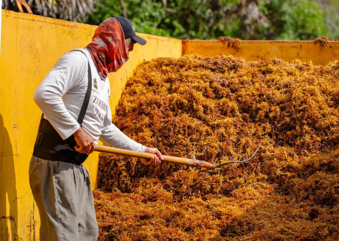 Tulum Intensifies Sargassum Management Strategy as Regional Algae Volumes Reach Record Levels