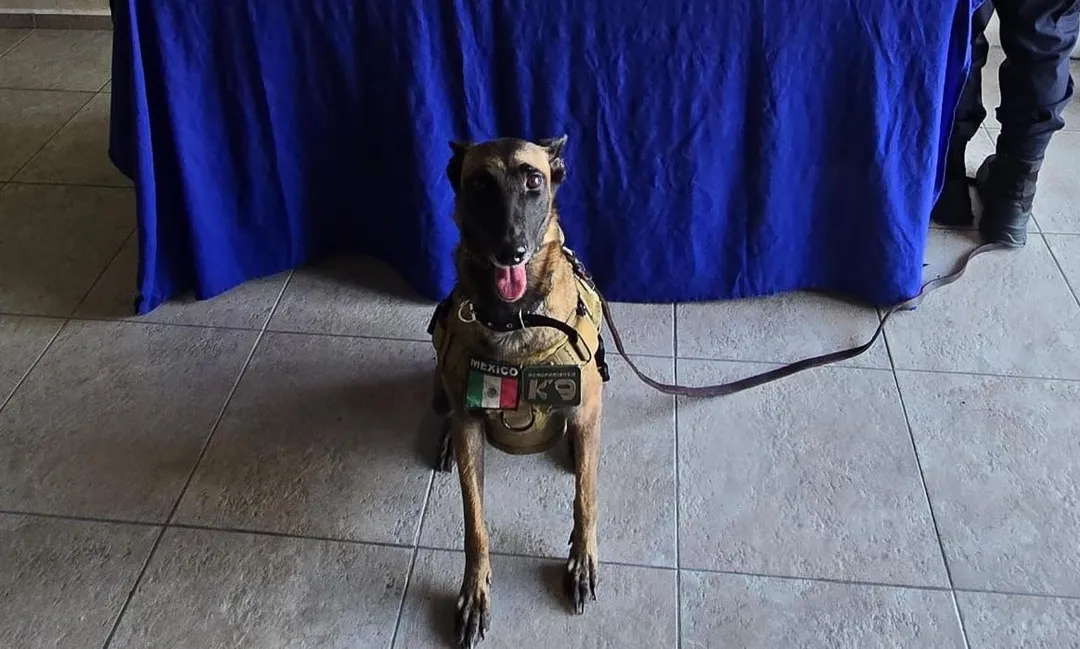 How K-9 Agent Kira Became the Silent Hero of the Tulum ADO Terminal A working dog wearing a tactical vest sits on a tiled floor in front of a blue draped table at an indoor venue