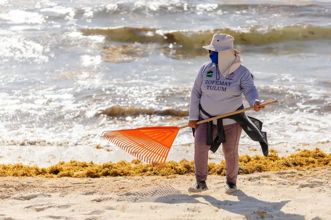 Worker with rake and net stands on beach collecting sargassum seaweed, with waves and seaweed-covered sand visible behind