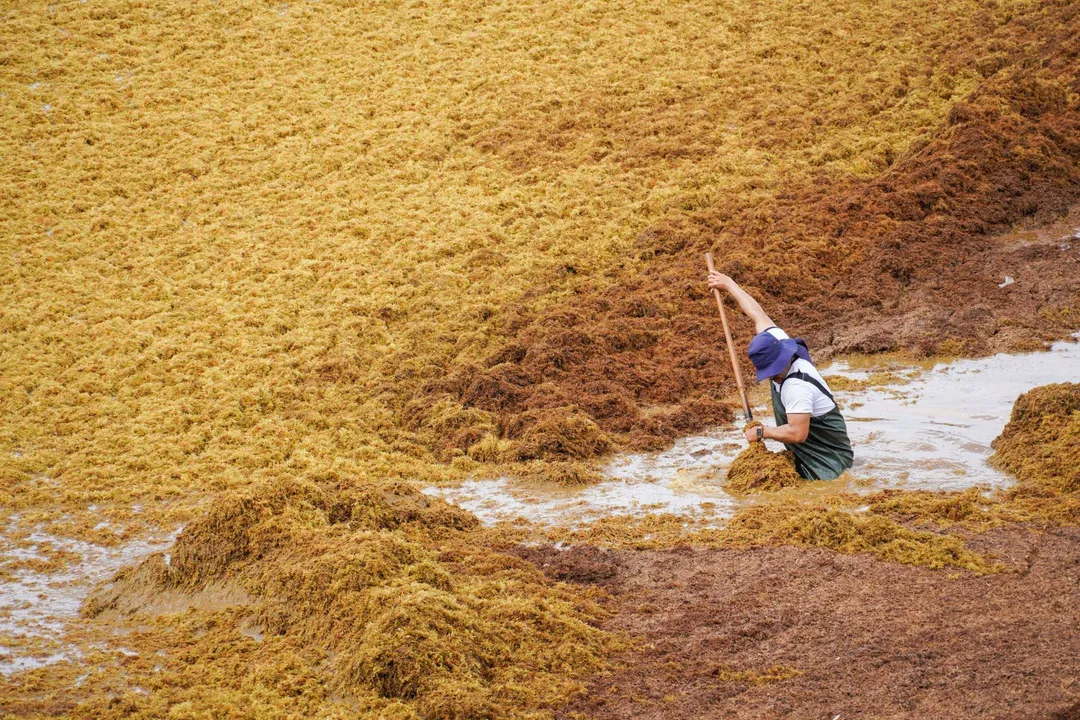 Person in blue cap and dark shorts uses a rake to clear brown sargassum seaweed from shallow water at a beach