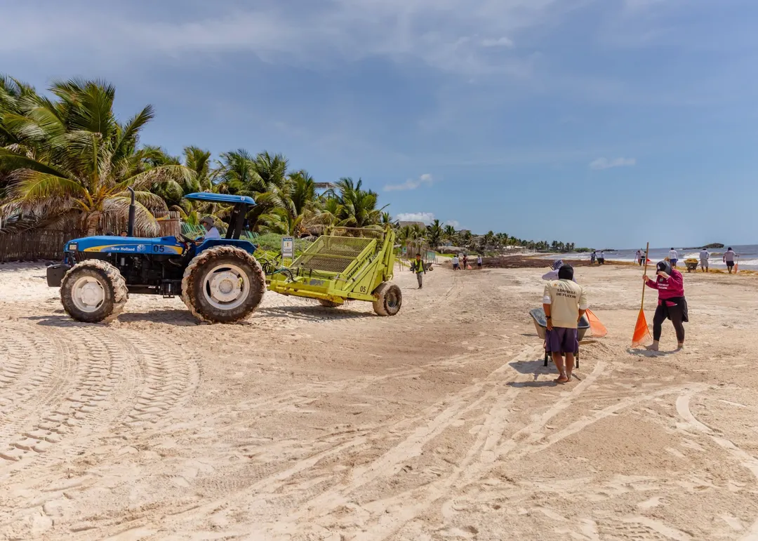 Mexican Navy Removes 140 Tons of Sargassum From Tulum Blue tractor with attached equipment works on a sandy beach while people stand nearby, with palm trees and ocean visible in the background