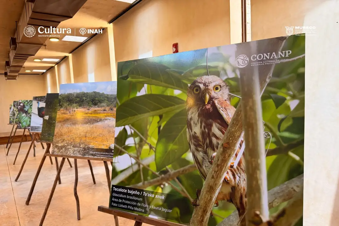 Photograph displays mounted on easels in a gallery space showing wildlife images, including a close-up of a bird perched among leaves