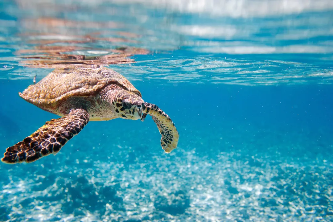 30 Years of Sea Turtle Conservation Put 20 Million Hatchlings Into Caribbean Waters Sea turtle swimming underwater in clear blue ocean water near the surface