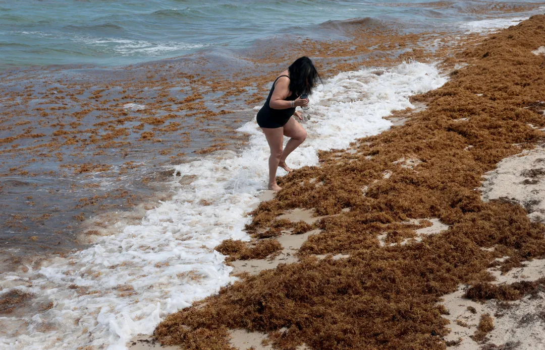 Oceana Urges the Federal Tulum Sargassum Plan to Rest on Science and Order Woman in black swimsuit wading into ocean waves near brown sargassum seaweed on beach