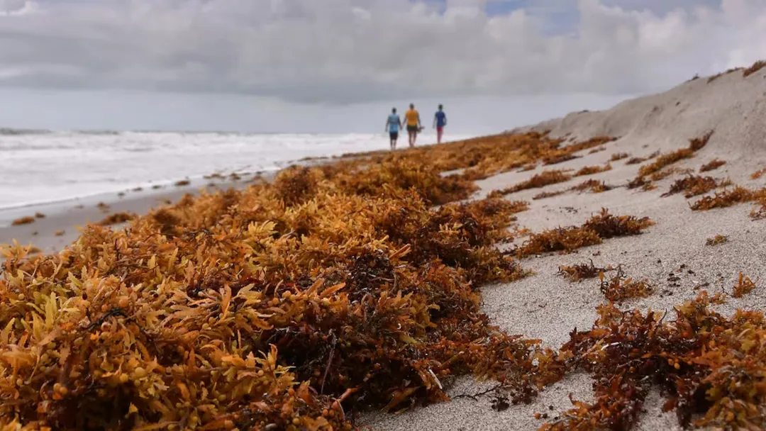 Seaweed washed ashore on a beach with three people walking in the distance along the waterline