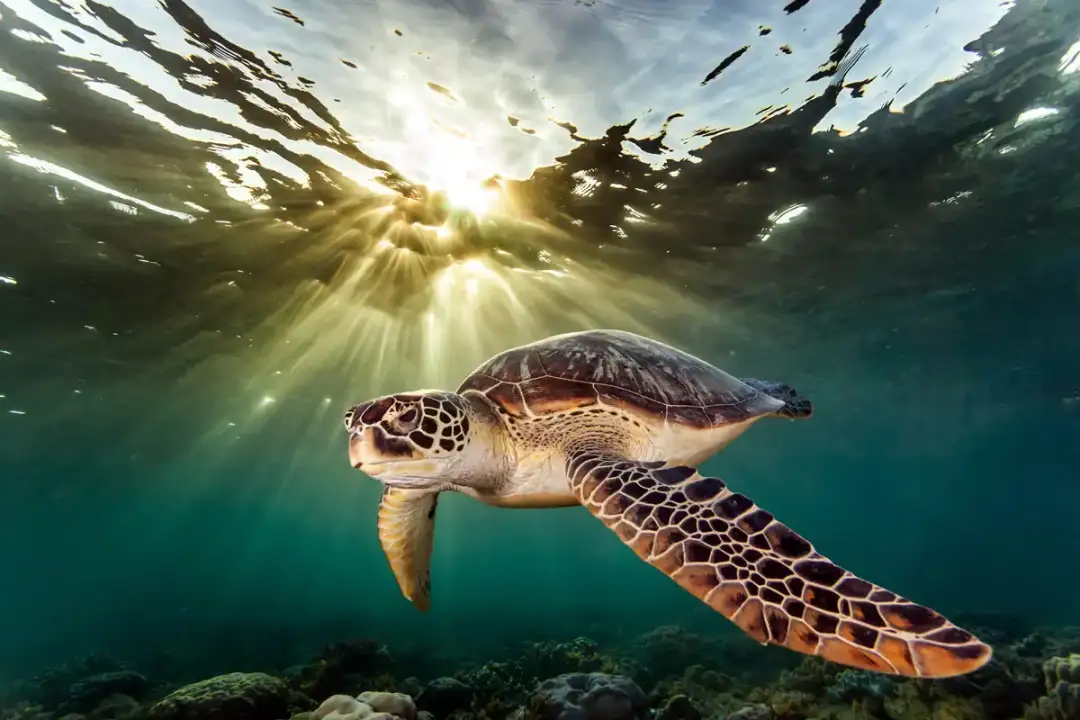 Sea Turtle Camp Volunteering 2025, Protecting Life at the Edge of the Caribbean