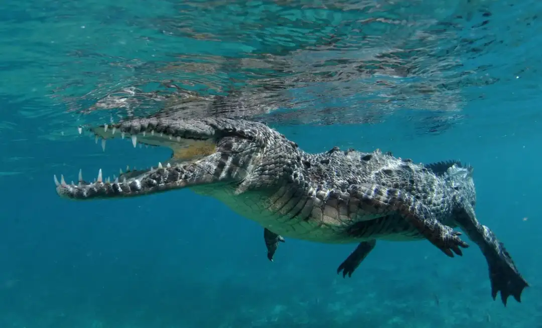 Surge in Crocodile Sightings in Tulum Signals Rainy Season, According to Ancestral Beliefs