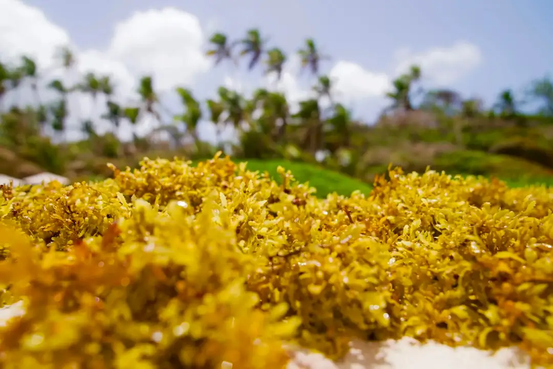 Sargassum Decimates Caribbean Mexico Tourism