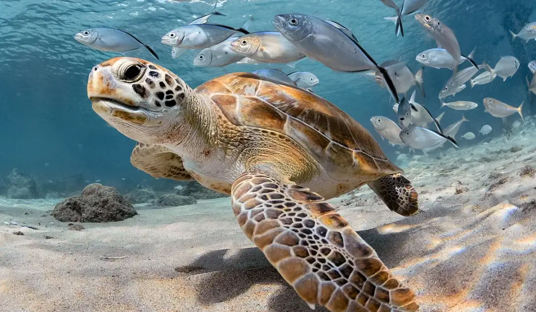 Sea Turtle Festival returns to Tulum, Akumal and Xcacel this October