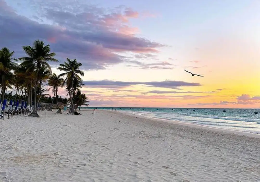 Tulum beaches regain natural color as sargassum retreats Tulum beaches regain natural color as sargassum retreats