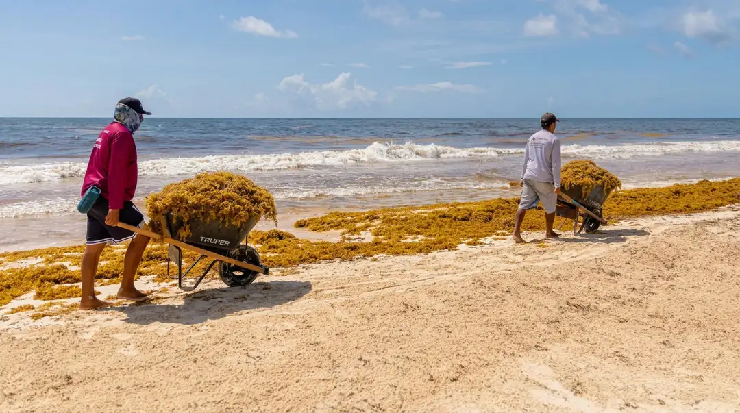 Two people use wheelbarrows to collect seaweed from a beach littered with brown sargassum as waves roll in