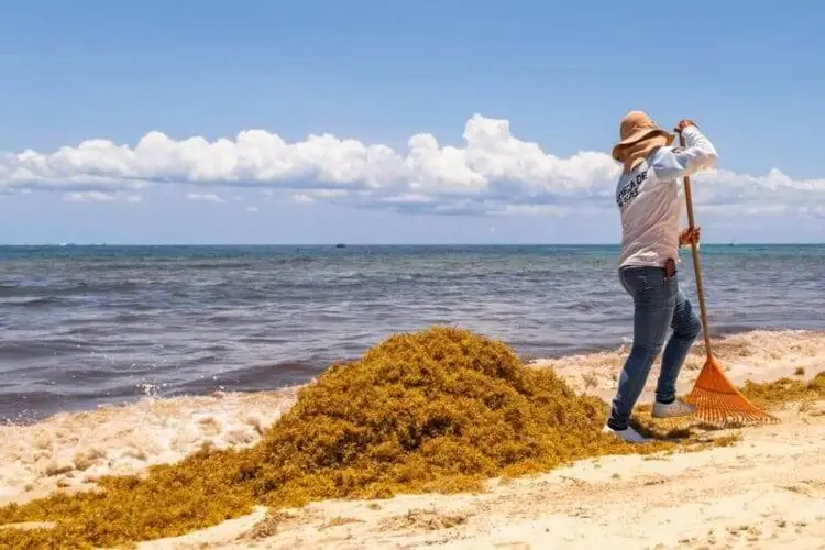 Person in hat and long sleeves rakes collected seaweed on a sandy beach beside the ocean Person in hat and long sleeves rakes collected seaweed on a sandy beach beside the ocean