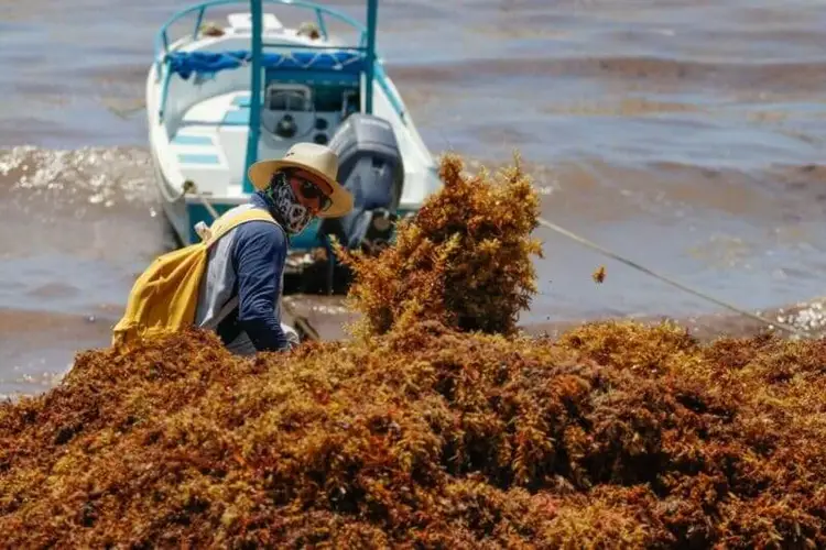Person in yellow vest and hat clearing brown seaweed from shore near a moored fishing boat Person in yellow vest and hat clearing brown seaweed from shore near a moored fishing boat