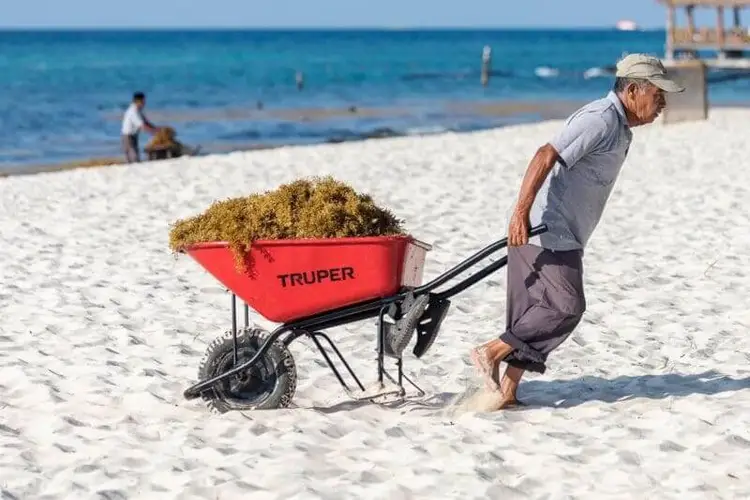 Man pushes a red wheelbarrow filled with sargassum seaweed across a sandy beach near the ocean Man pushes a red wheelbarrow filled with sargassum seaweed across a sandy beach near the ocean