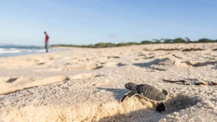 A baby sea turtle crawls across sand toward the ocean while a person stands in the distance on a beach