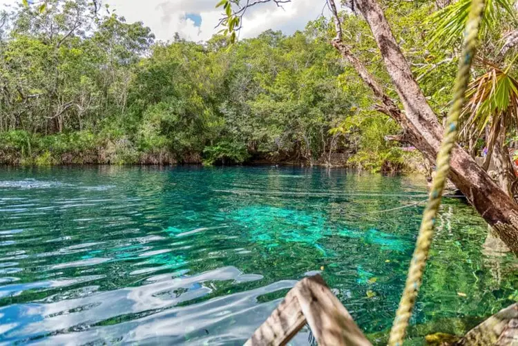 Tropical cenote with clear turquoise water surrounded by dense mangrove forest and a rope visible in the foreground Tropical cenote with clear turquoise water surrounded by dense mangrove forest and a rope visible in the foreground