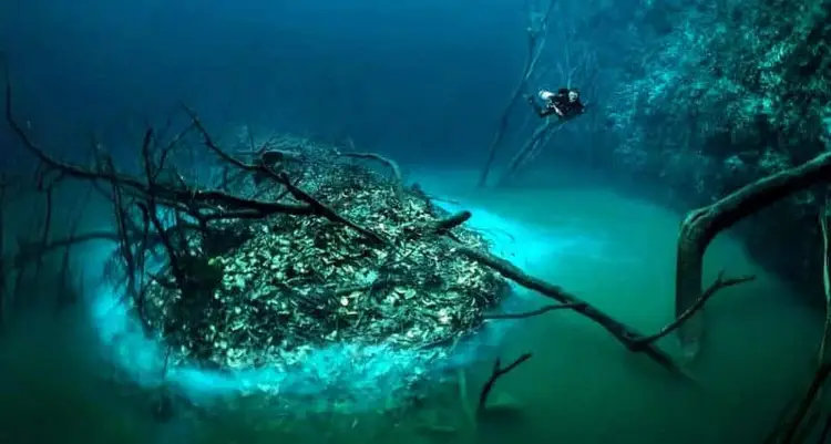 Scuba diver exploring an underwater cave with bare branches and mineral-encrusted formations in turquoise water