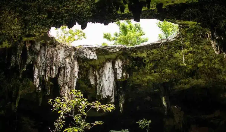 Interior of a cave opening to sky with limestone walls covered in moss and vines, and green vegetation visible through the opening above