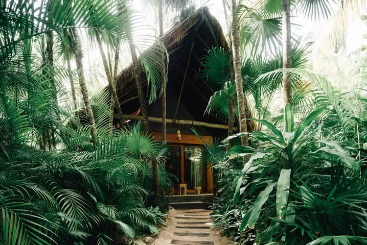 A wooden bungalow with a dark thatched roof sits nestled among dense tropical vegetation and palm trees along a sandy pathway
