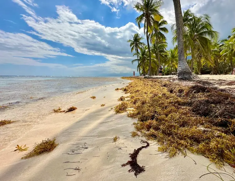 Beach shore with palm trees and piles of brown seaweed washed up on sand beside shallow turquoise water under blue sky