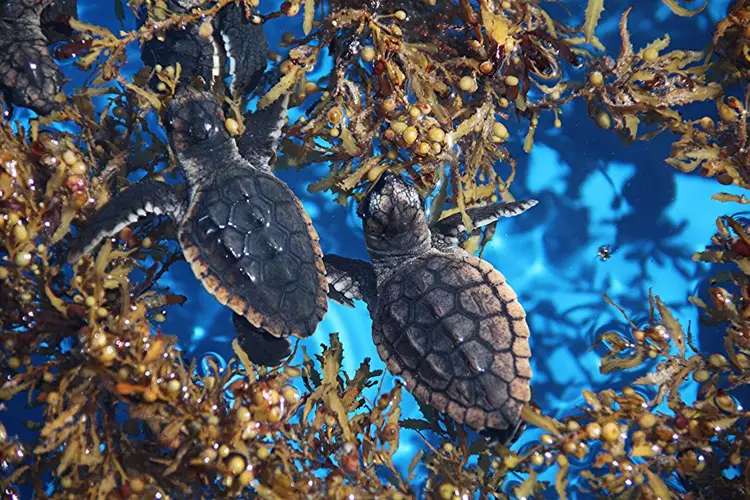 Two sea turtles swim among floating golden-brown sargassum seaweed in blue ocean water