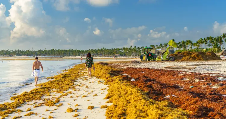 Workers operate heavy machinery to remove large piles of sargassum seaweed from a beach while swimmers wade in the shallow water nearby