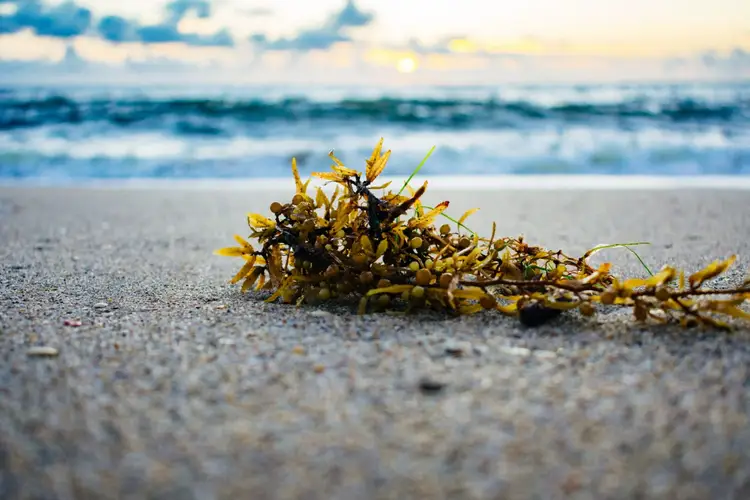 Clump of dried seaweed lies on wet sand at the water's edge with waves and cloudy sky in the background