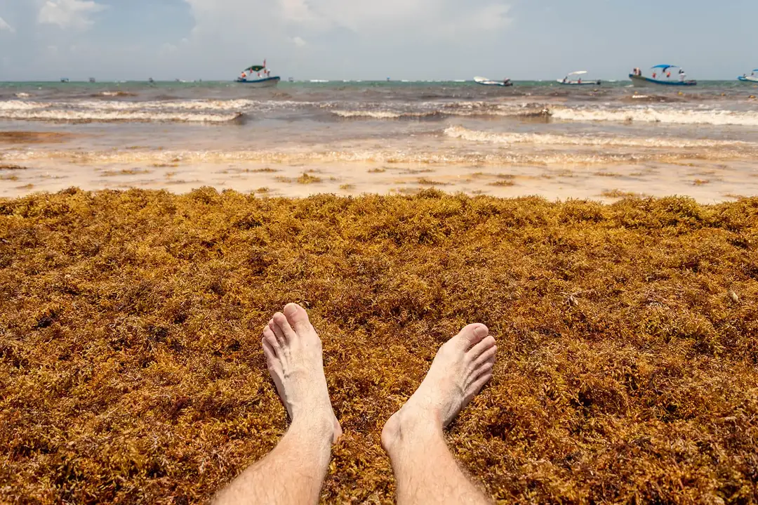 Sargassum Surge Swamps Tulum Beaches This Season