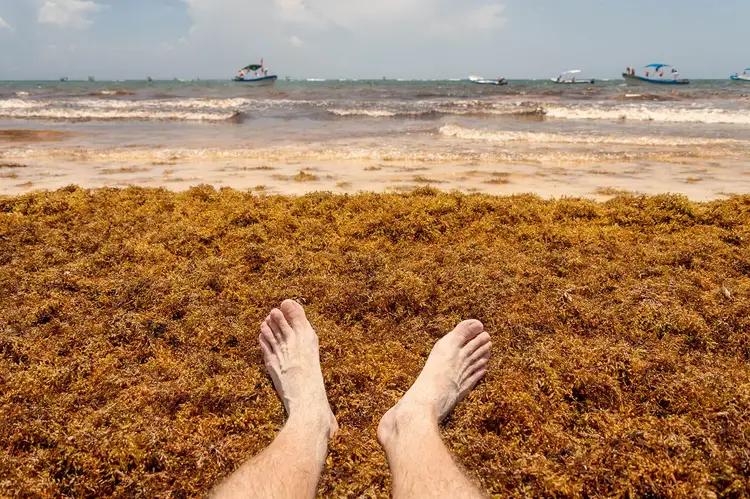 Person's bare feet resting on a beach covered with brown sargassum seaweed, with boats visible offshore in choppy water Sargassum Surge Swamps Tulum Beaches This Season