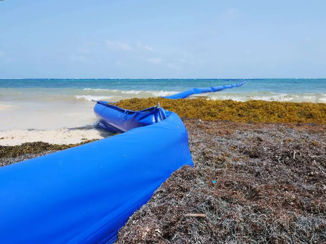 SEMAR’s Delay in Sargassum Barriers Sparks Tulum Concerns