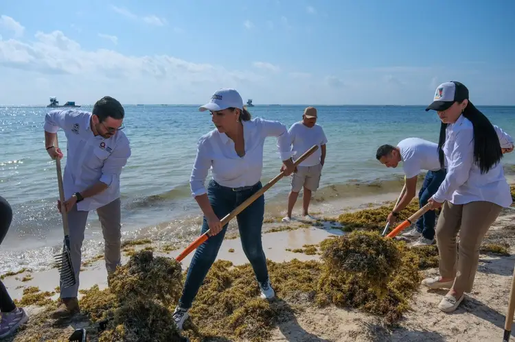 Group of people in matching white shirts using rakes to remove seaweed and sargassum from a beach shoreline