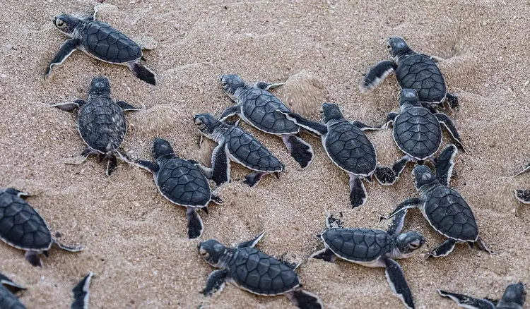 Multiple hatchling sea turtles crawl across sand toward the ocean Tulum's Sea Turtle Nesting Season Kicks Off with Conservation Momentum