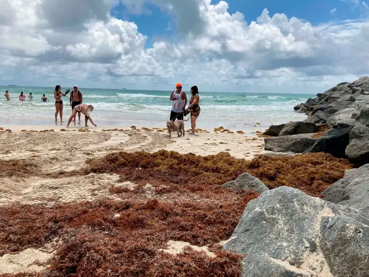 Beachgoers swim and walk along a sandy shore scattered with brown sargassum seaweed, with large rocks visible on the right Beachgoers swim and walk along a sandy shore scattered with brown sargassum seaweed, with large rocks visible on the right