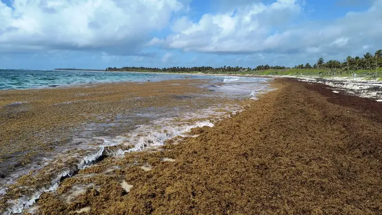 Beach covered in brown sargassum seaweed with waves washing ashore and palm trees visible along the coastline in the distance Beach covered in brown sargassum seaweed with waves washing ashore and palm trees visible along the coastline in the distance