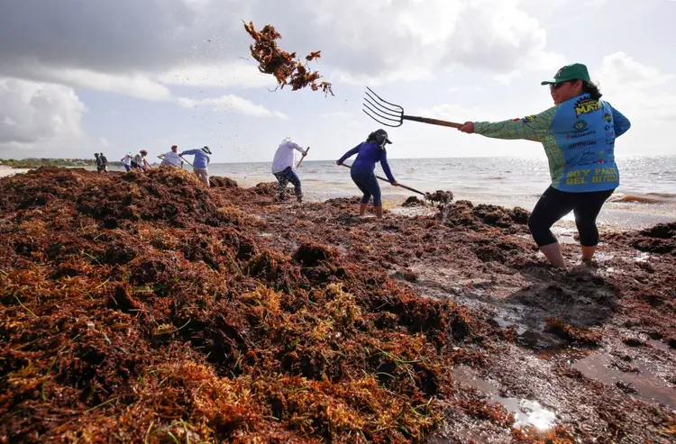 Workers remove seaweed from a beach using rakes and forks as piles of sargassum accumulate along the shoreline