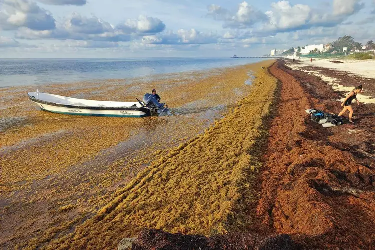A person in a boat sits near large brown and yellow seaweed accumulation along a sandy beach with residential buildings visible in the distance