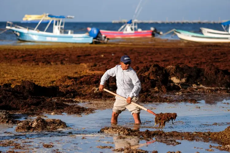 Man raking sargassum seaweed on a rocky beach with fishing boats moored in shallow water behind him